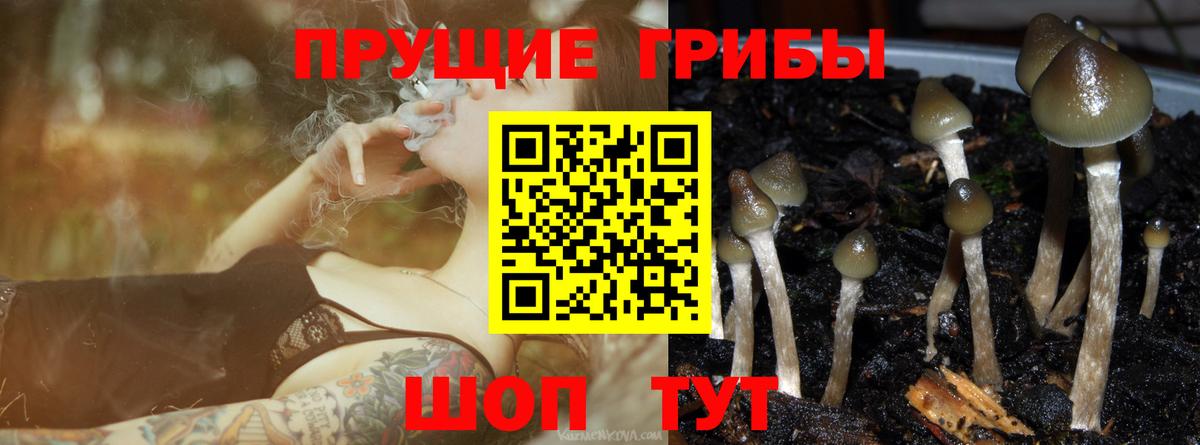 Галлюциногенные грибы Cubensis  Сыктывкар  Псилоцибиновые грибы Psilocybine cubensis 